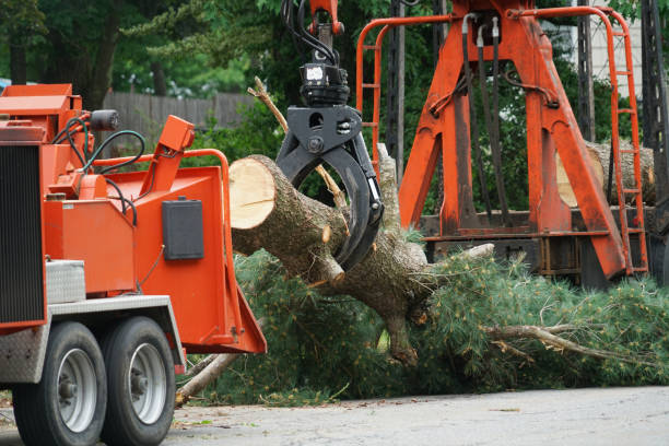 The Steps Involved in Our Tree Care Process in Zephyrhills North, FL